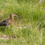 feeding curlew in the yorkshire dales on the hawes kettlewell road.
