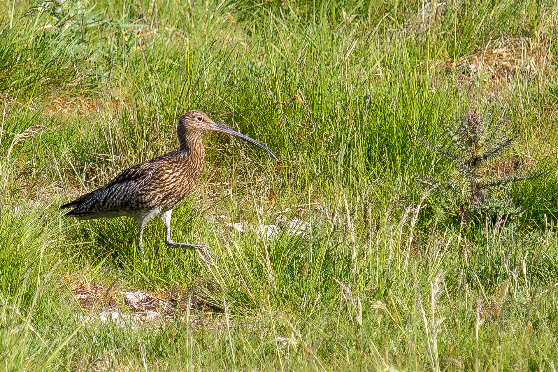 feeding curlew in the yorkshire dales on the hawes kettlewell road.